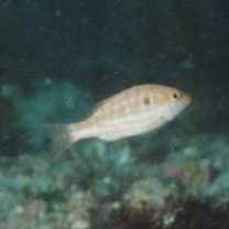 Lethrinus genivittatus Valenciennes, 1830