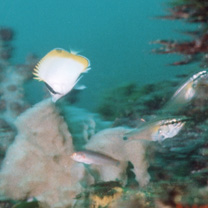 Chaetodon guentheri Ahl, 1923