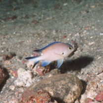 Chromis fumea (Tanaka, 1917)