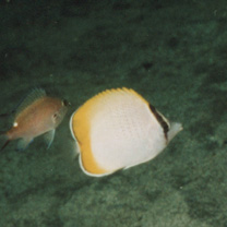 Chaetodon guentheri Ahl, 1923