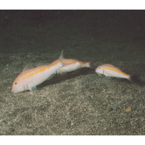 Parupeneus chrysopleuron (Temminck et Schlegel, 1844)