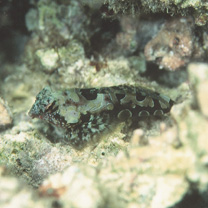 Neosynchiropus circularis (Fricke, 1984)