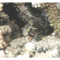 Neosynchiropus circularis (Fricke, 1984)