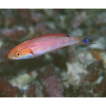 Cirrhilabrus johnsoni Randall, 1988