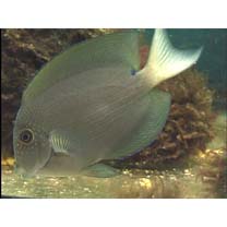 Ctenochaetus striatus (Quoy et Gaimard, 1825)