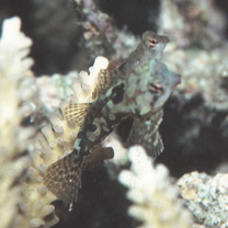Neosynchiropus circularis (Fricke, 1984)