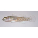 Bathygobius cyclopterus (Valenciennes, 1837)