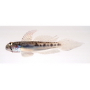 Oligolepis acutipennis (Valenciennes, 1837)