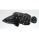Epinephelus coeruleopunctatus (Bloch, 1790)