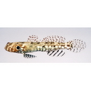 Cryptocentrus nigrocellatus (Yanagisawa, 1978)