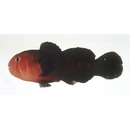 Gobiodon quinquestrigatus (Valenciennes, 1837)