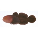 Paragobiodon modestus (Regan, 1908)