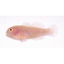 Gobiodon quinquestrigatus (Valenciennes, 1837)