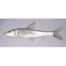 Hemibarbus barbus (Temminck et Schlegel, 1846)