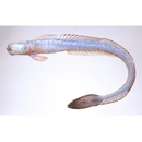 Odontamblyopus rubicundus (Hamilton, 1822)