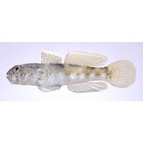 Bathygobius fuscus (Ruppell, 1830)