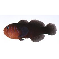 Gobiodon quinquestrigatus (Valenciennes, 1837)