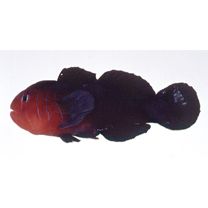 Gobiodon quinquestrigatus (Valenciennes, 1837)