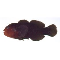 Gobiodon quinquestrigatus (Valenciennes, 1837)