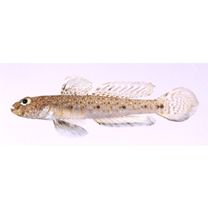 Favonigobius melanobranchus (Fowler, 1934)