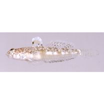 Silhouettea insinuans Smith, 1959