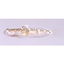 Silhouettea insinuans Smith, 1959