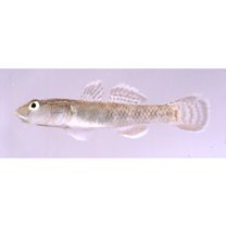 hybrid complex of Rhinogobius sp. OR