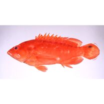 Cephalopholis spiloparaea (Valenciennes, 1828)