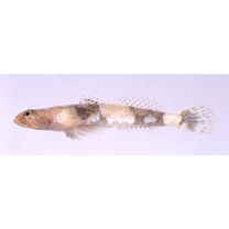 Schismatogobius ampluvinculus Chen, Shao et Fang, 1995