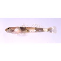Schismatogobius ampluvinculus Chen, Shao et Fang, 1995