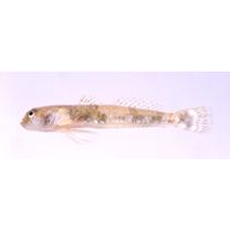 Schismatogobius ampluvinculus Chen, Shao et Fang, 1995