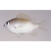 Plectroglyphidodon imparipennis (Vaillant et Sauvage, 1875)