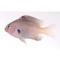 Stegastes fasciolatus (Ogilby, 1889)