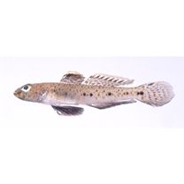 Favonigobius melanobranchus (Fowler, 1934)