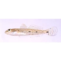 Favonigobius melanobranchus (Fowler, 1934)