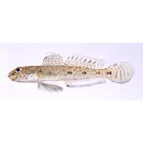 Favonigobius melanobranchus (Fowler, 1934)