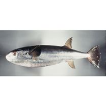 Lagocephalus lagocephalus oceanicus Jordan et Evermann, 1903