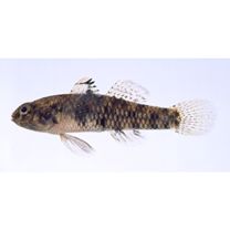 Redigobius bikolanus (Herre, 1927)