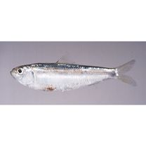 Sardinella zunasi (Bleeker, 1854)