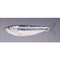 Sardinella zunasi (Bleeker, 1854)