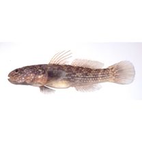 Tridentiger obscurus (Temminck et Schlegel, 1845)