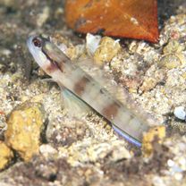 Amblyeleotris gymnocephala (Bleeker, 1853)