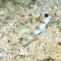 Amblyeleotris arcupinna Mohlmann et Munday, 1999