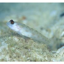 Ctenogobiops mitodes Randall, Shao et Chen, 2007