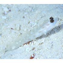 Ctenogobiops mitodes Randall, Shao et Chen, 2007