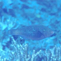 Scarus niger Forsskal, 1775