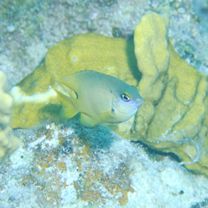 Stegastes nigricans (Lacepede, 1802)