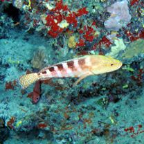 Cephalopholis sexmaculata (Ruppell, 1830)