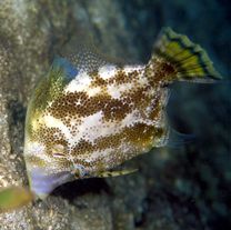 Monacanthus chinensis (Osbeck, 1765)