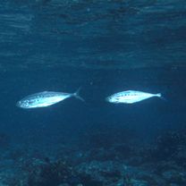 Scomberoides lysan (Forsskal, 1775)